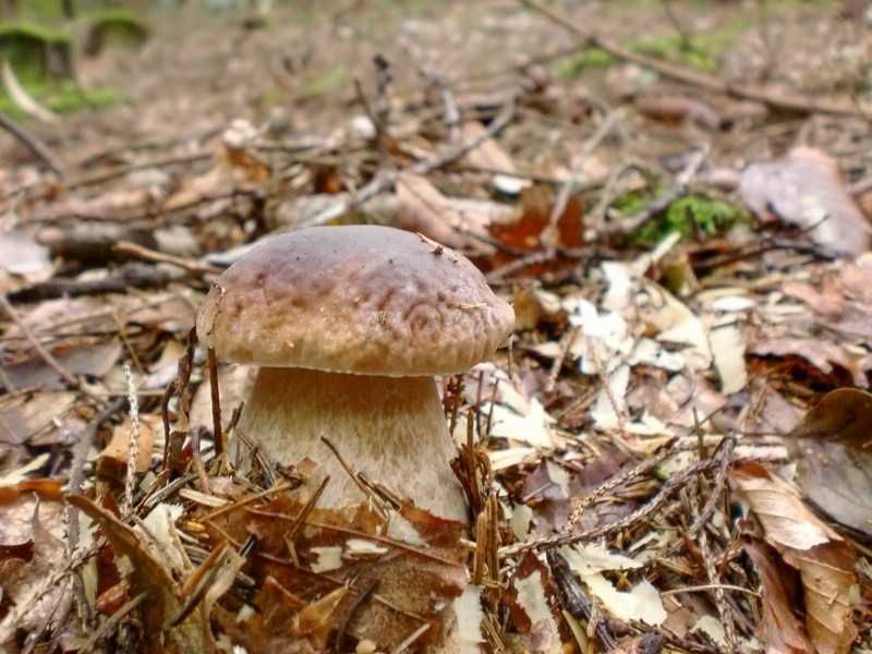 Steinpilz